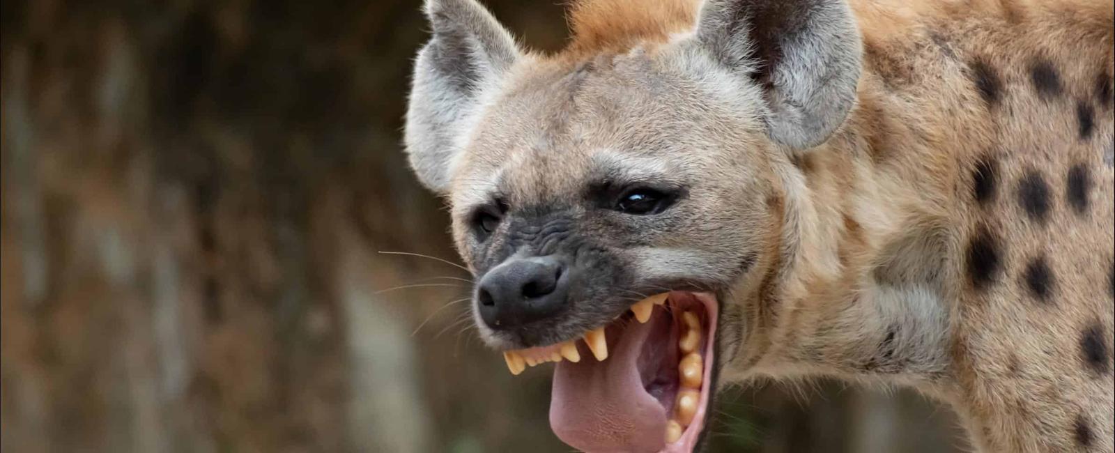 Hyenas are more closely related to cats than they are to dogs