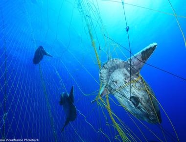 Bycatch is when marine animals are accidentally caught in fishing nets meant to capture a specific species or size animal it can impact the entire marine ecosystem negatively like catching protected species