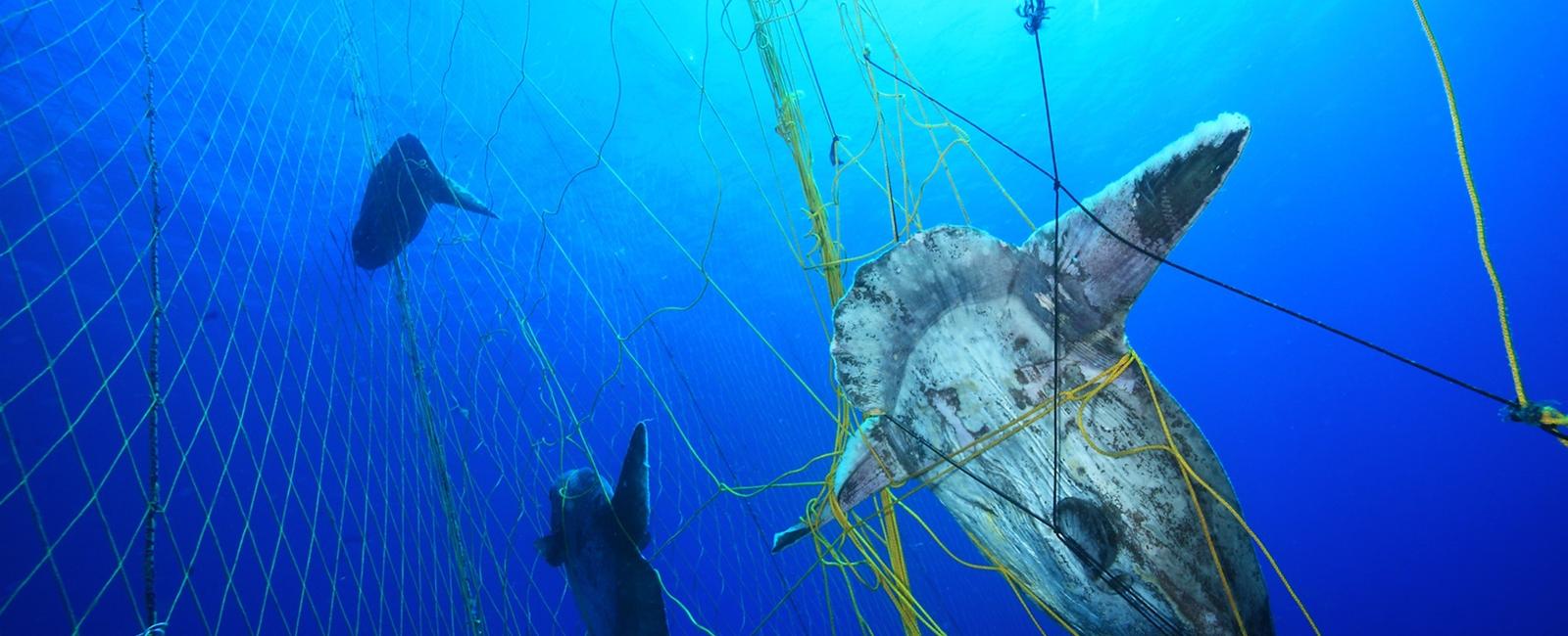 Bycatch is when marine animals are accidentally caught in fishing nets meant to capture a specific species or size animal it can impact the entire marine ecosystem negatively like catching protected species