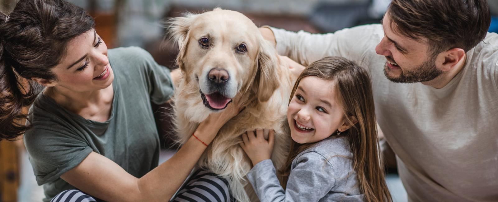 Dog owners in rome can be fined 625 if they do not walk their dog at least once per day