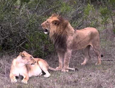 Some lions can mate over 100 times a day