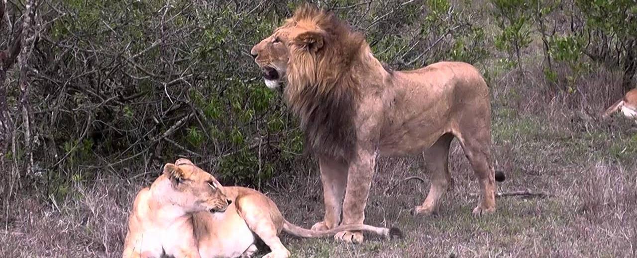 Some lions can mate over 100 times a day