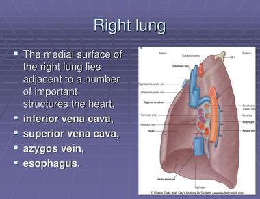 The right lung of a human is larger than the left one this is due to the placement of the heart