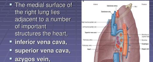 The right lung of a human is larger than the left one this is due to ...
