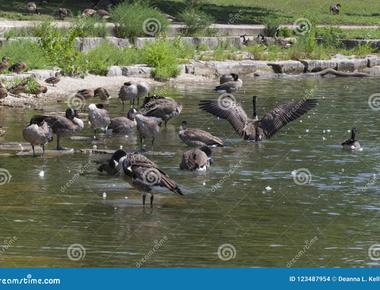 On the ground a group of geese is a gaggle in the sky it is a skein