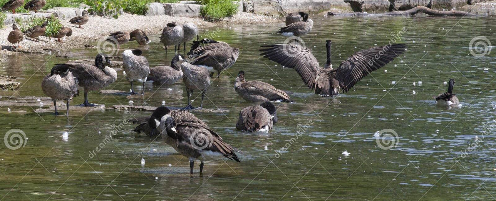 On the ground a group of geese is a gaggle in the sky it is a skein