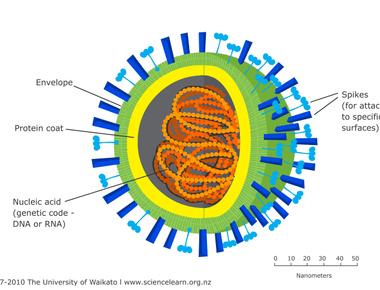 If you line up all the viruses on earth from end to end they will stretch out around 100 million light years it s the same distance from earth to the edge of the visible universe