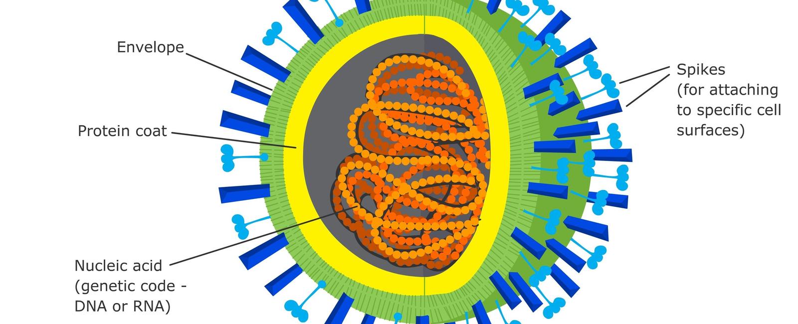 If you line up all the viruses on earth from end to end they will stretch out around 100 million light years it s the same distance from earth to the edge of the visible universe