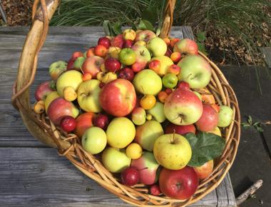 According to the usda apples can last for up to 10 months when stored under temperature controlled conditions freshly picked untreated apples will last only a few weeks