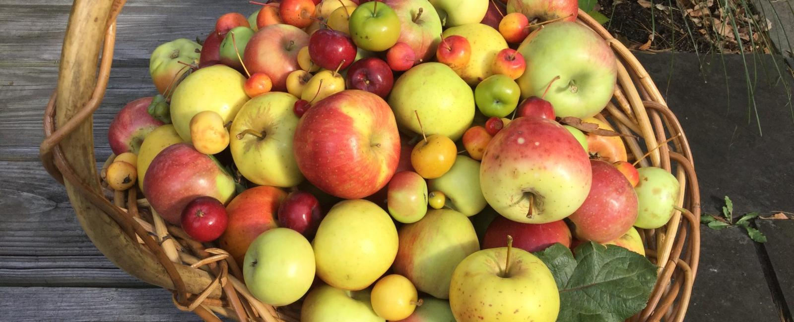 According to the usda apples can last for up to 10 months when stored under temperature controlled conditions freshly picked untreated apples will last only a few weeks