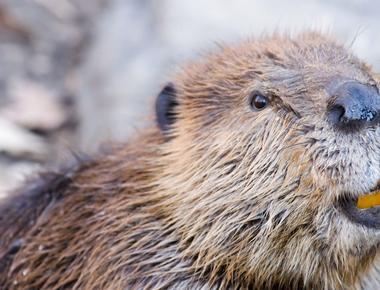 Vanilla flavoring is sometimes made with the urine of beavers