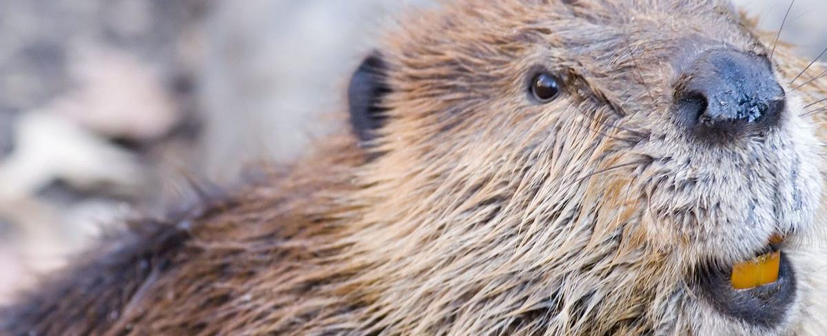 Vanilla flavoring is sometimes made with the urine of beavers