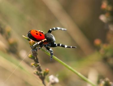 A species of australian flower spider sacrifices itself to feed her young the mother becomes her babies meal especially when food is scarce