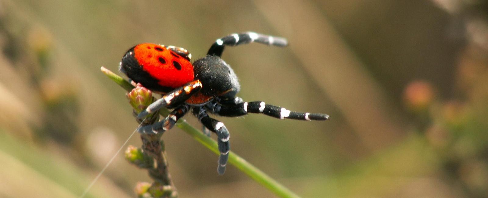 A species of australian flower spider sacrifices itself to feed her young the mother becomes her babies meal especially when food is scarce