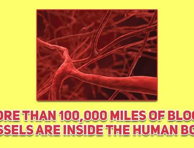 There are more than 100 000 miles of blood vessels in your body