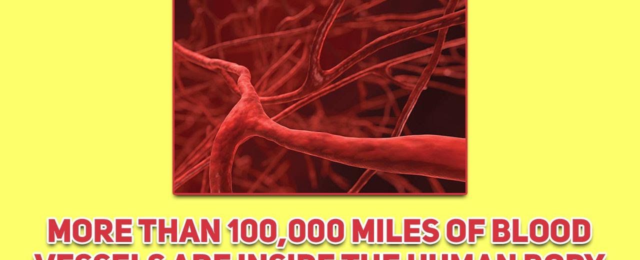 There are more than 100 000 miles of blood vessels in your body