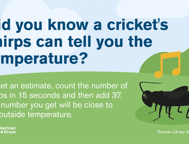 Which insect can indicate the air temperature cricket