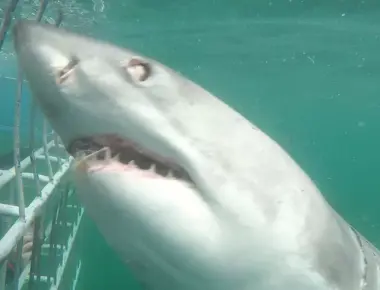 When sharks take a bite their eyes roll back and their teeth jut out