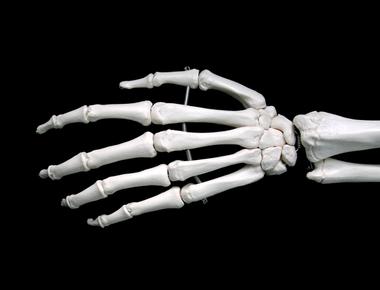 More than half of the bones in your body are located in just your hands wrists feet and ankles