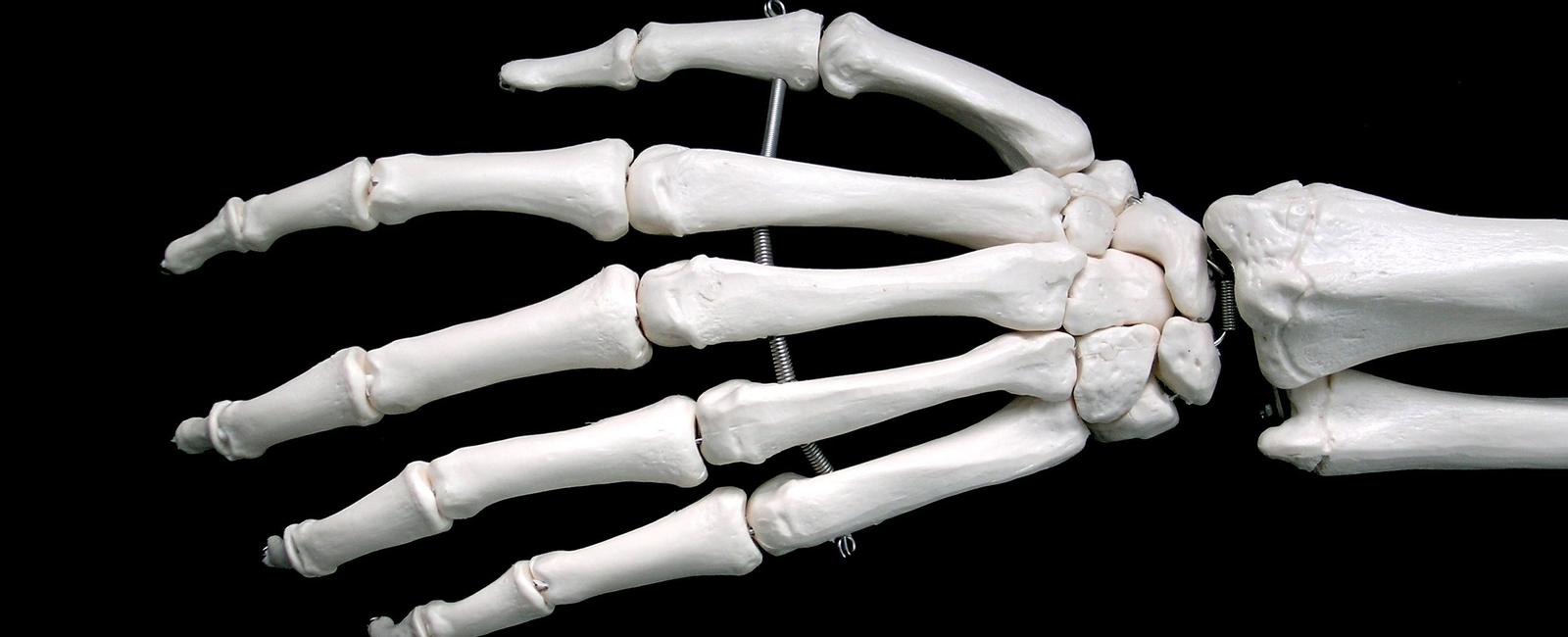 More than half of the bones in your body are located in just your hands wrists feet and ankles