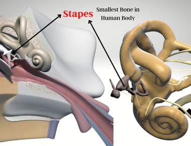 The smallest bone in the body is the stapes bone which is located in the ear