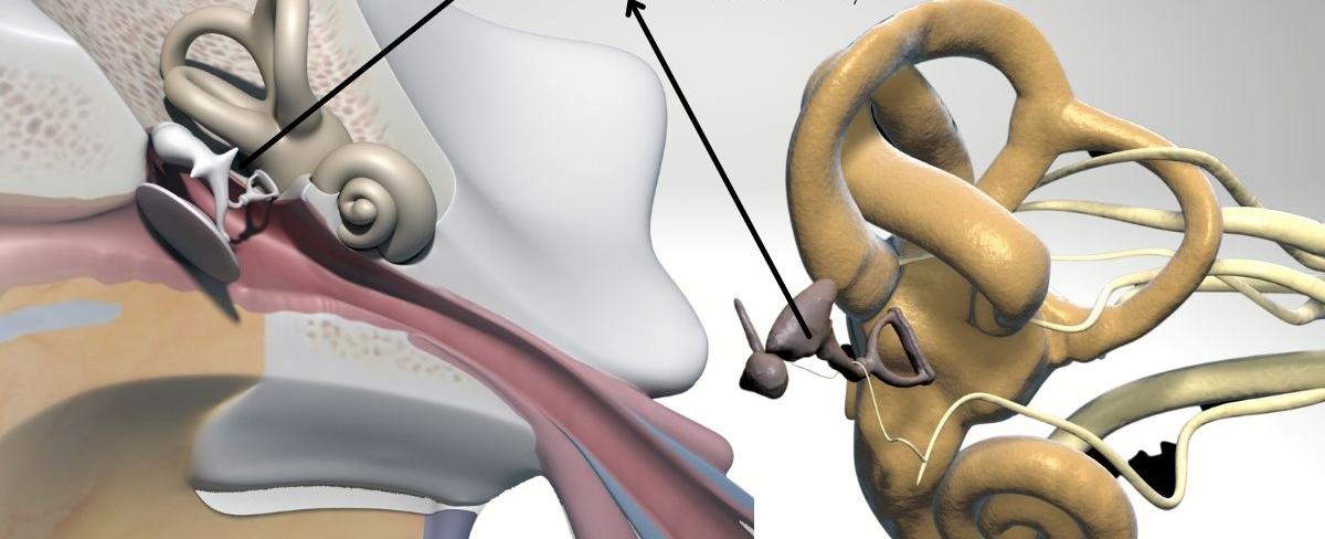 The smallest bone in the body is the stapes bone which is located in the ear