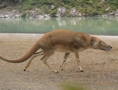 Whales and dolphins evolved from indohyus small hooved animals in today s southern asia