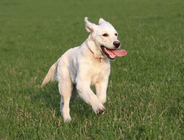 Small dogs usually live longer than larger breeds