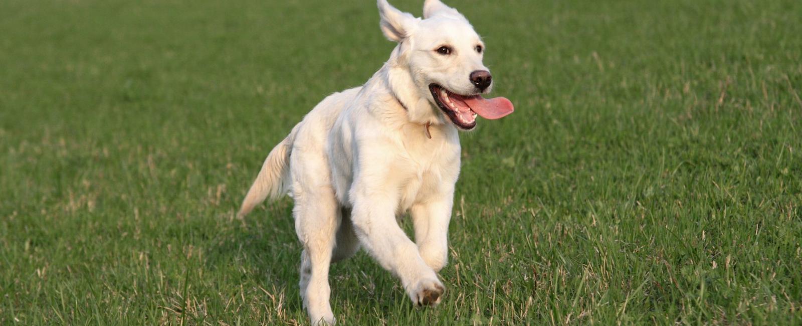 Small dogs usually live longer than larger breeds