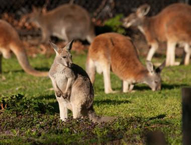 A group of kangaroos is called a mob