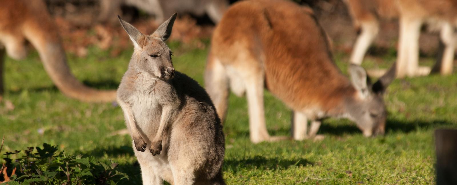 A group of kangaroos is called a mob