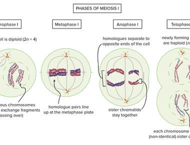 The cells in your body multiply at an incredibly fast rate your body makes about 3 8 million new cells a second