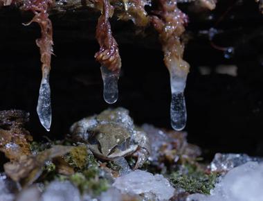 Certain frogs can be frozen solid then thawed and continue living