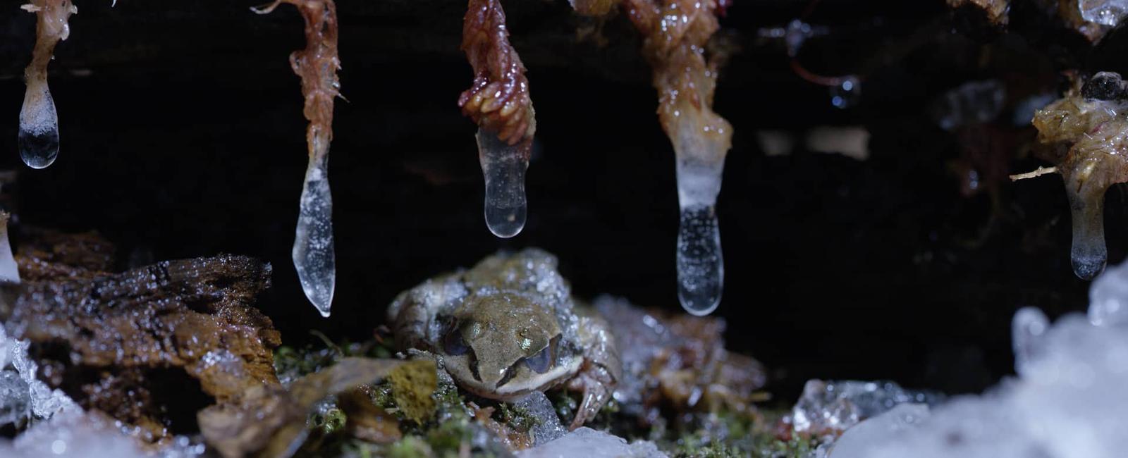 Certain frogs can be frozen solid then thawed and continue living