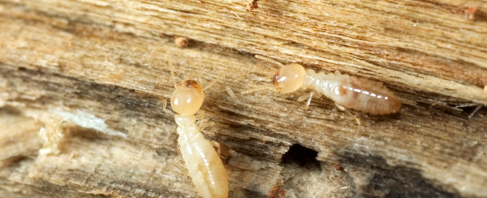 They eat homes from the inside out termite