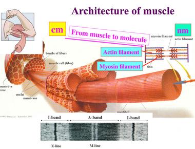 Skeletal muscles are attached to the human bone as well as to the skin in some places such as in the face contracting the skeletal muscles is what enables body parts to move