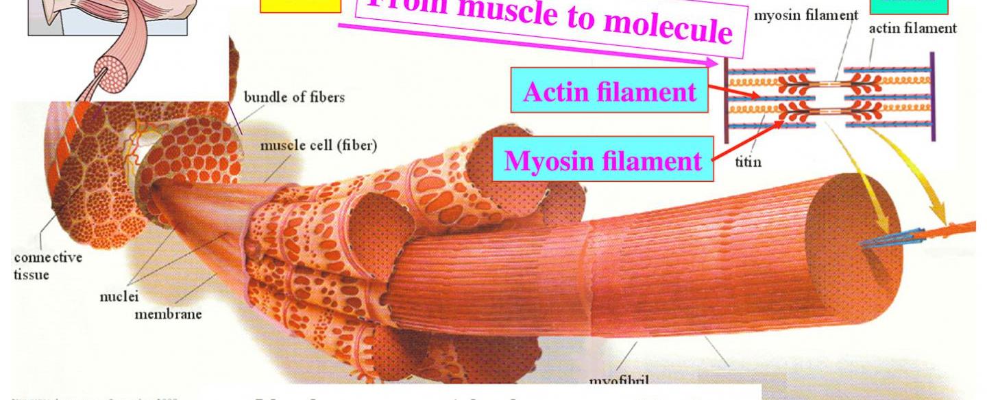 Skeletal muscles are attached to the human bone as well as to the skin in some places such as in the face contracting the skeletal muscles is what enables body parts to move