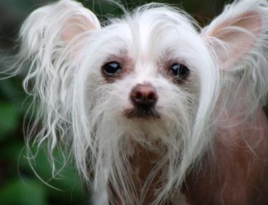 Chinese crested dogs can get acne