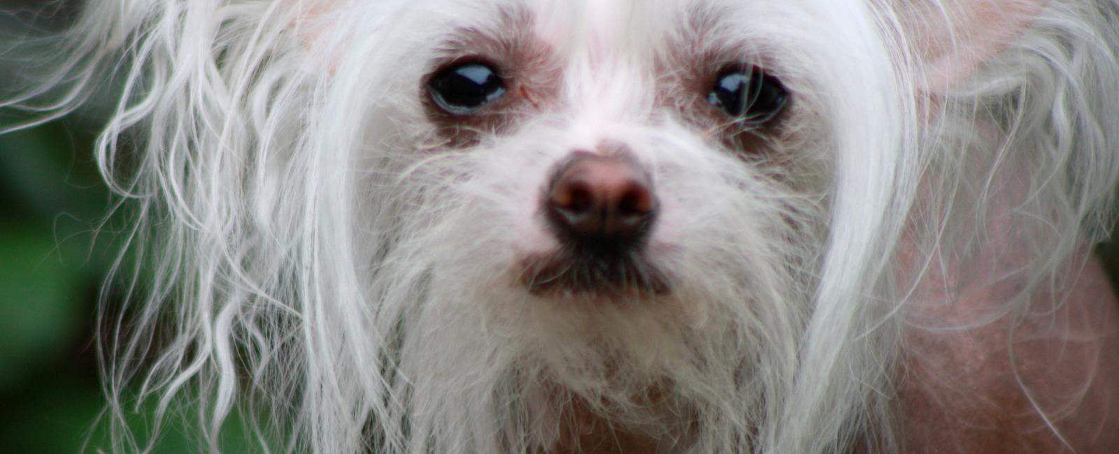 Chinese crested dogs can get acne