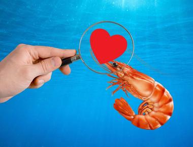 A shrimp s heart is in its head