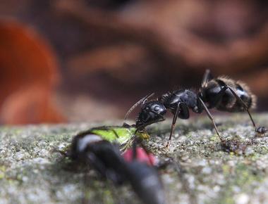 A new breed of ant only lives in a tiny area of the big apple biologists discovered the never before seen manhattant in the broadway area between 63rd and 76th evolving in urban isolation