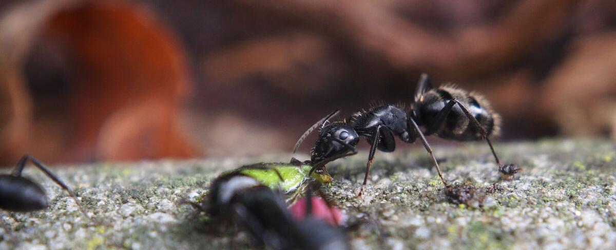 A new breed of ant only lives in a tiny area of the big apple biologists discovered the never before seen manhattant in the broadway area between 63rd and 76th evolving in urban isolation