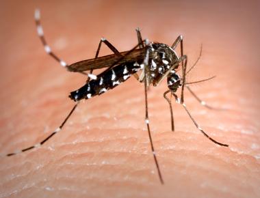 Mosquitoes are one of the deadliest animals in the world their ability to carry and spread disease to humans causes millions of deaths every year