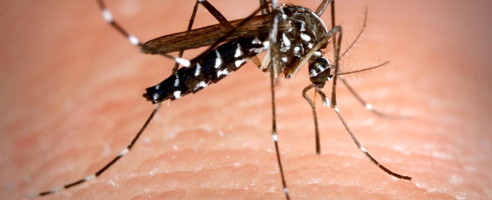 Mosquitoes are one of the deadliest animals in the world their ability to carry and spread disease to humans causes millions of deaths every year