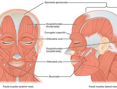 The orbicularis oris muscle is the one used to pucker your lips before kissing