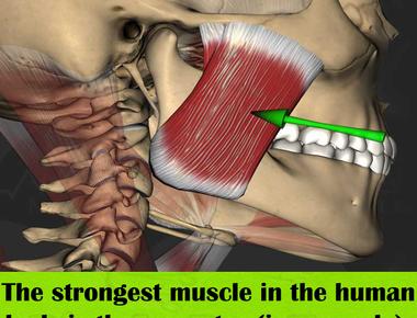 The masseter jaw muscle is the strongest muscle in the human body based on its weight it can close with the force of 55 pounds 25 kg on the incisors front teeth and 200 pounds 90 7 kg on the molars back teeth