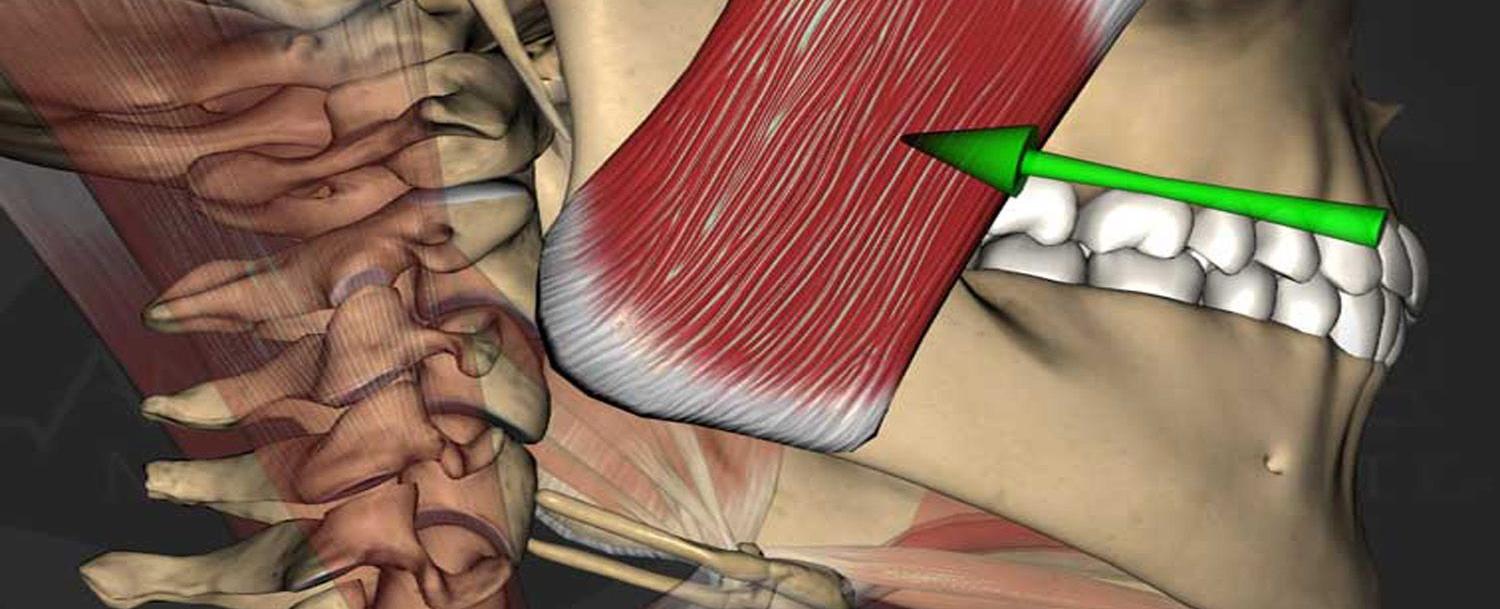 The masseter jaw muscle is the strongest muscle in the human body based on its weight it can close with the force of 55 pounds 25 kg on the incisors front teeth and 200 pounds 90 7 kg on the molars back teeth