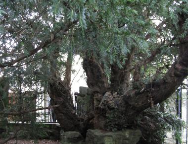 In europe the oldest tree which is said to be 3000 years old is fortingall yew in perth shire