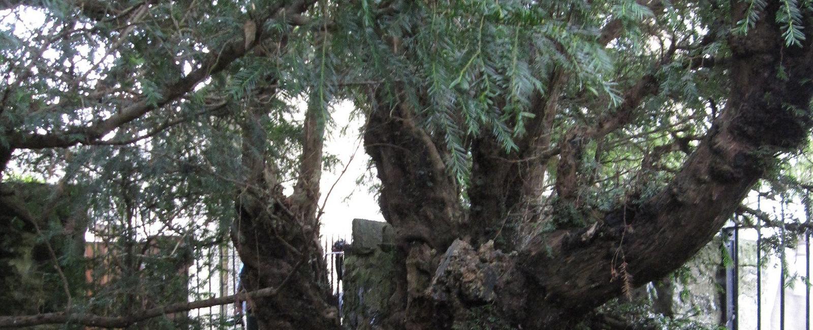 In europe the oldest tree which is said to be 3000 years old is fortingall yew in perth shire