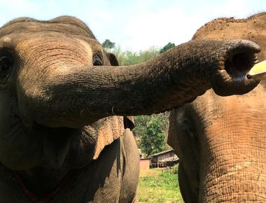 An elephant can smell water from 12 miles away